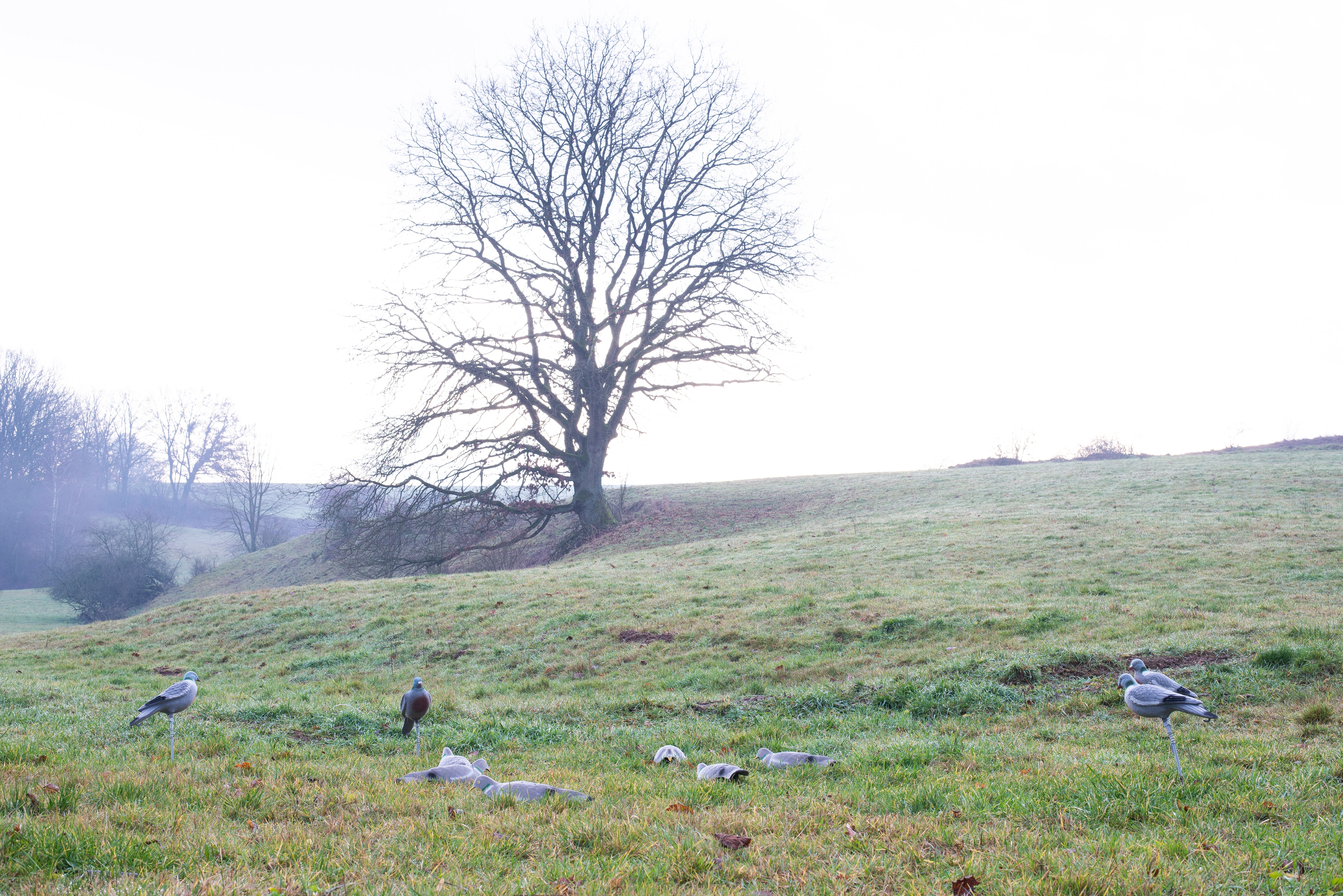 Beflockte Vollschalen Locktaube 40cm für die erfolgreiche Taubenjagd Eurohunt