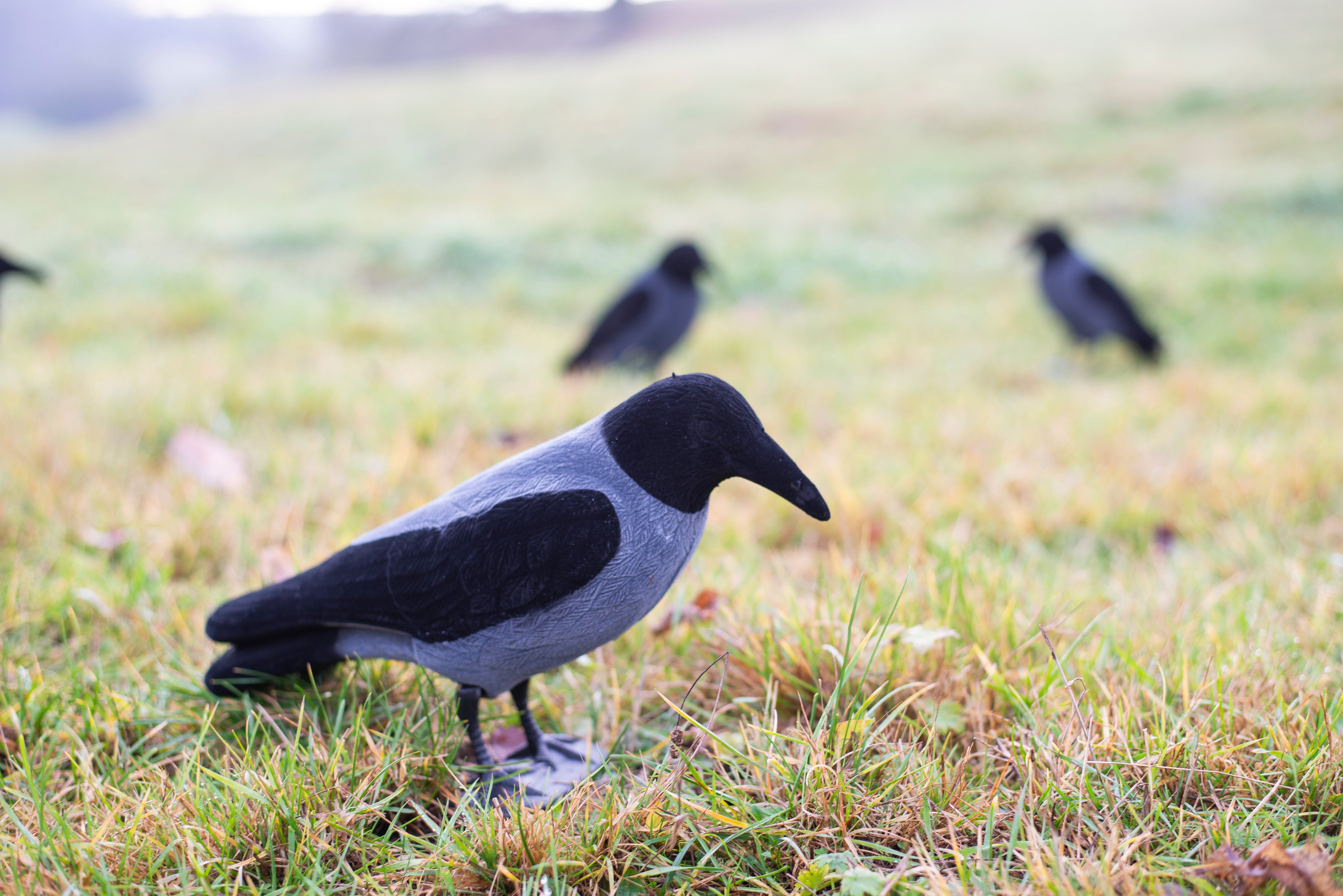 Beflockte Nebelkrähe Vollkörper Lockvogel inkl. Erdspieß und Fußständer