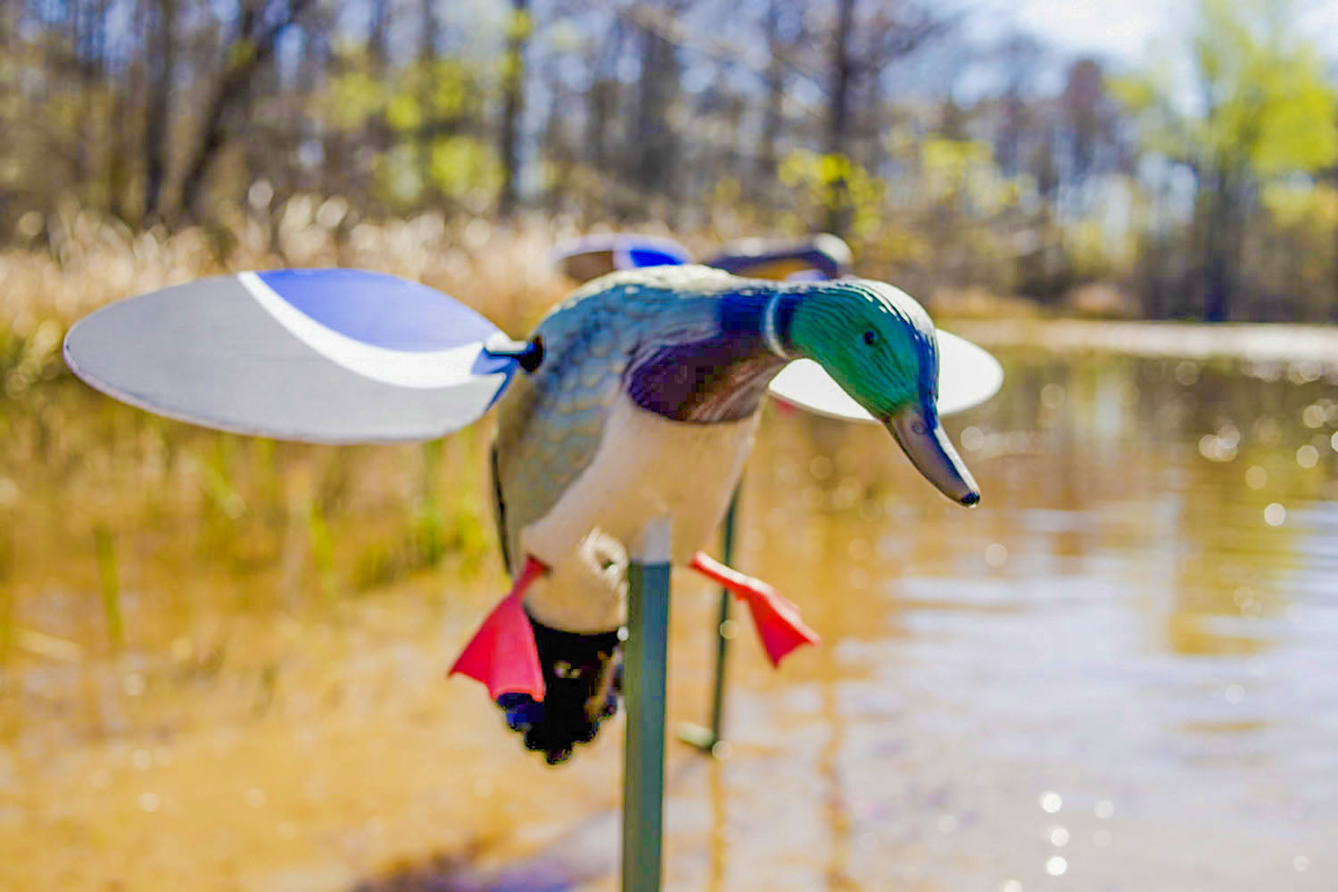 MOJO Baby Drake Realistische Lockente mit rotierenden Flügeln und 6V Batterie