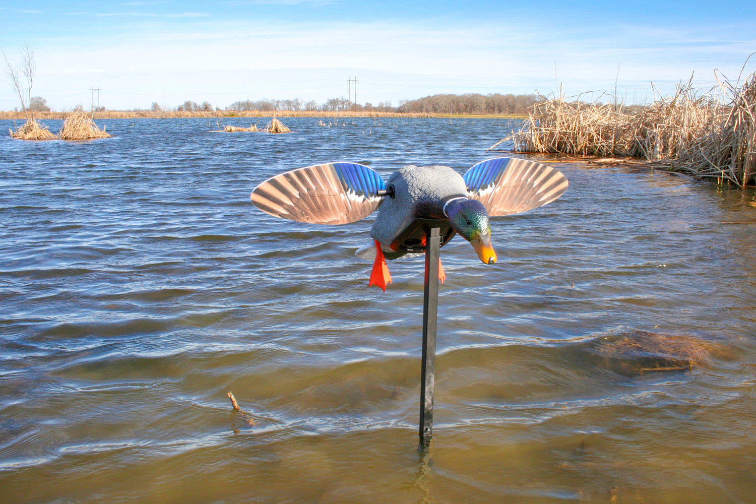 MOJO Elite Series Mini Mallard Drake Lockente mit magnetischen Flügeln