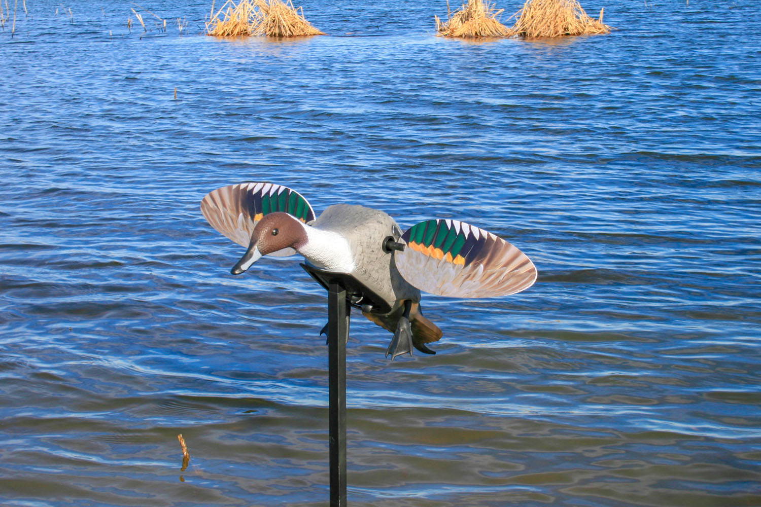 MOJO Elite Series Pintail Spießente Magnetflügel Jagd-Lockvogel Robust