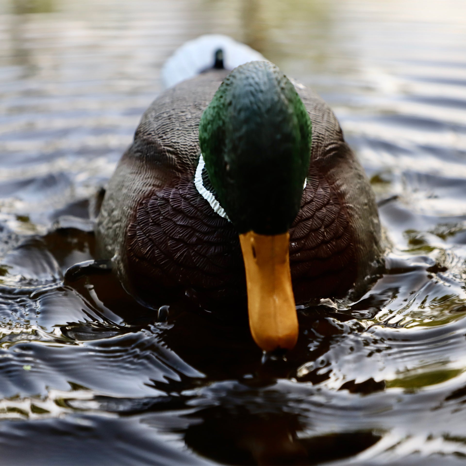 MOJO Rippler 2 Beweglicher Entenlocker für Realistische Wellen und Lockwirkung