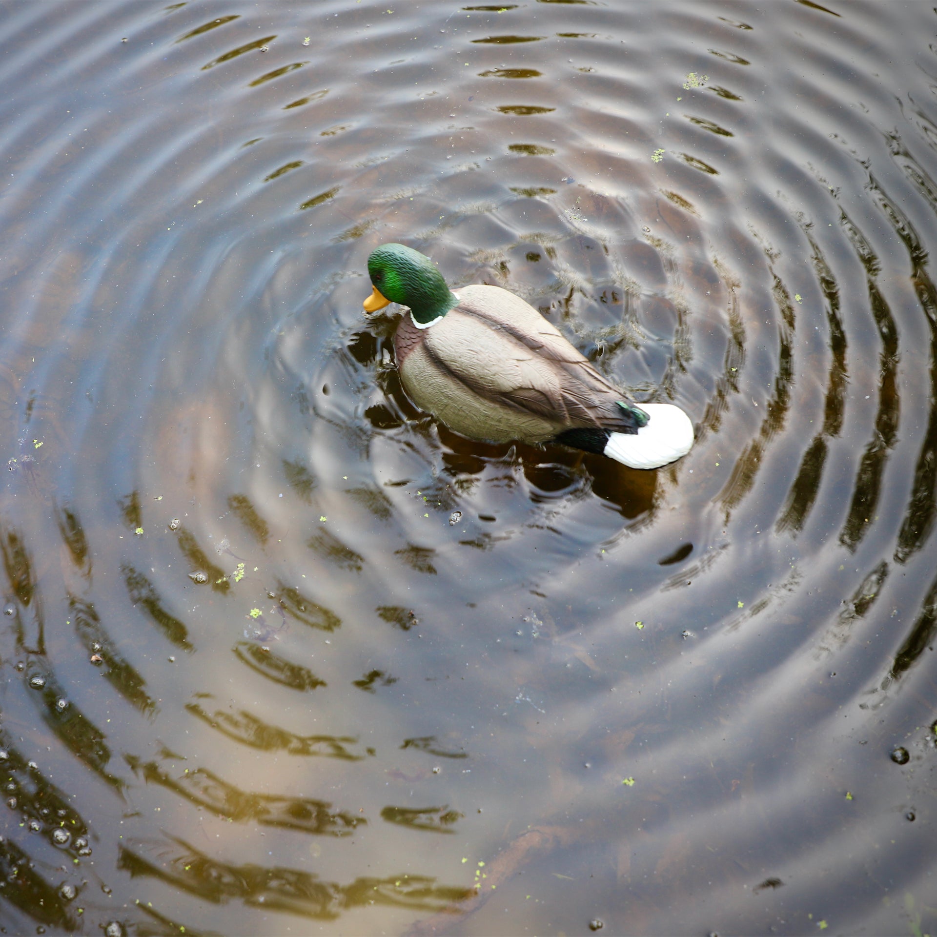 MOJO Rippler 2 Beweglicher Entenlocker für Realistische Wellen und Lockwirkung