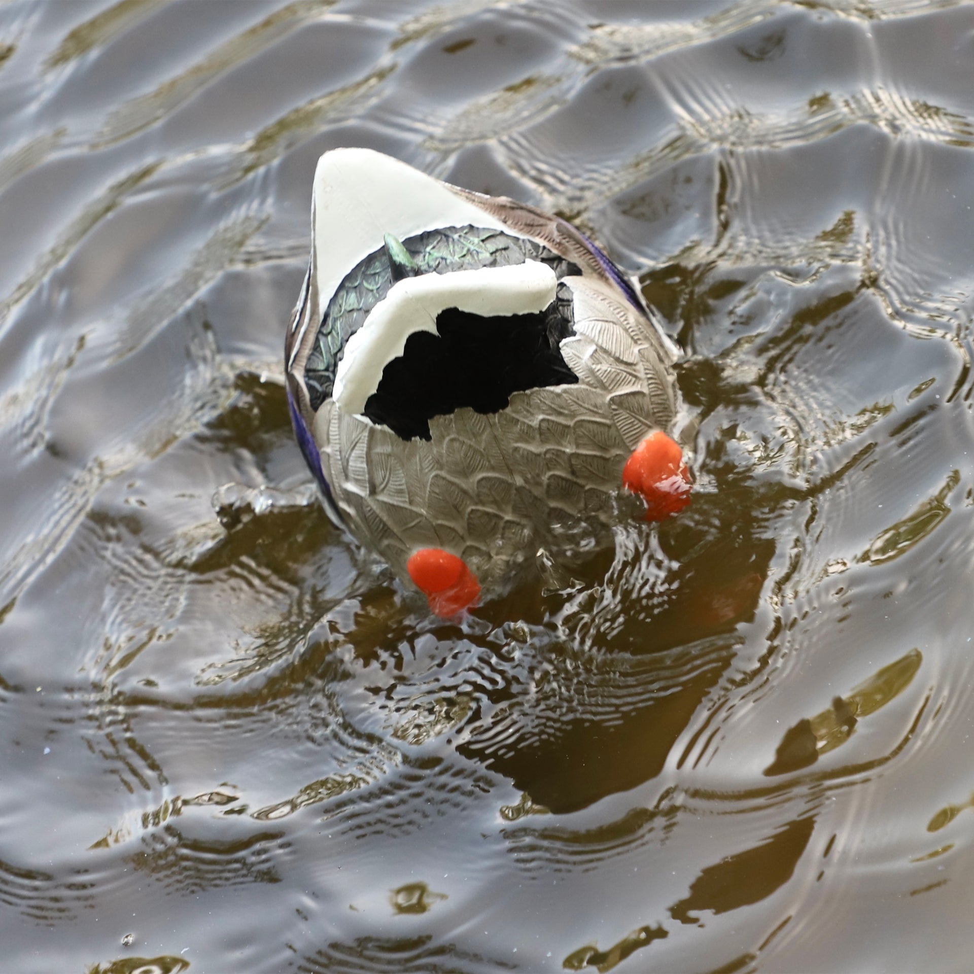 MOJO Butt-Up Rippler 2 Schwimmender Entenlocker für Realistische Wellenbewegung