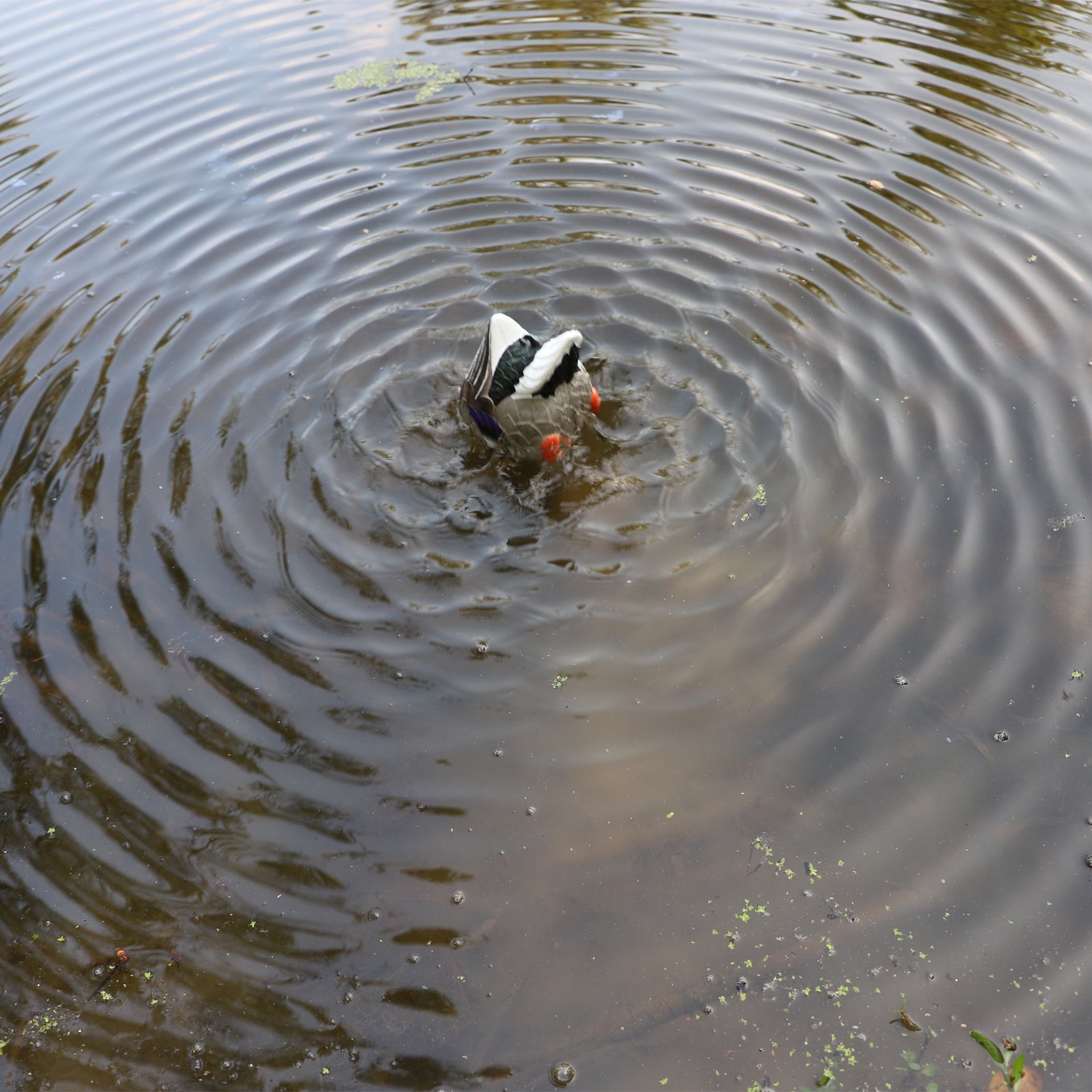 MOJO Butt-Up Rippler 2 Schwimmender Entenlocker für Realistische Wellenbewegung