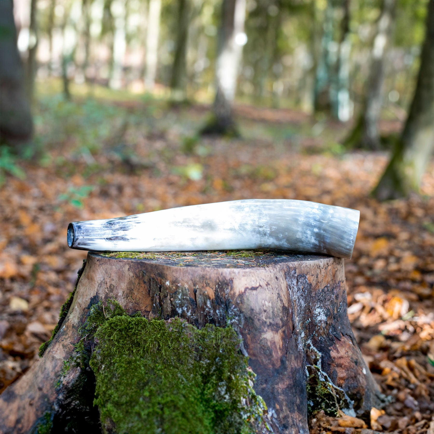 Weisskirchen Ochsenhorn 40cm Hirschruf Natürliches Lockinstrument für die Hirschjagd