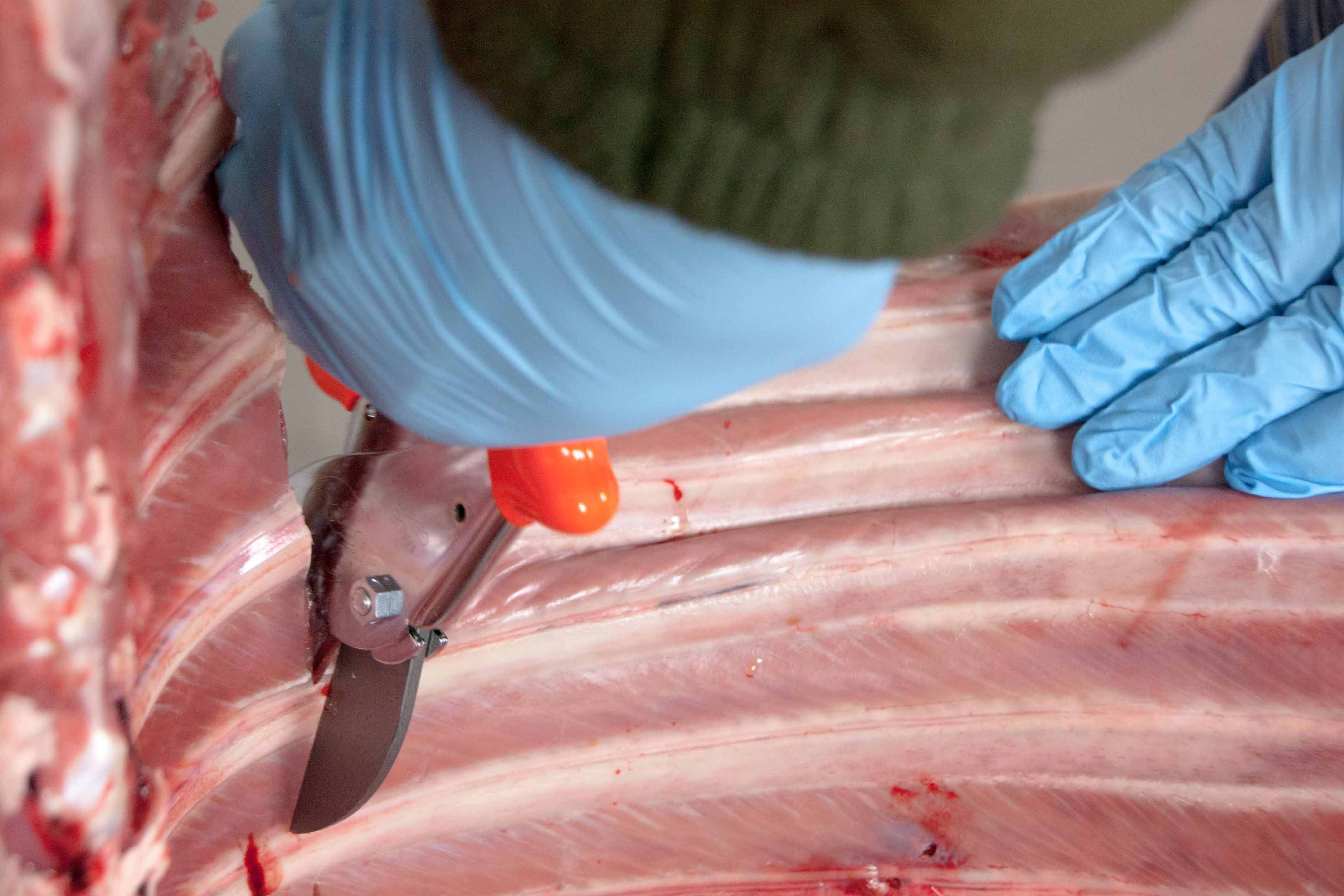 Profi LÖWE Jagdschere 21 cm für müheloses Aufbrechen und Zerwirken