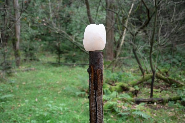 Nordforest Hunting Buchenholzteer: Starkes Wildlockmittel mit Pinsel für Rot- und Schwarzwild
