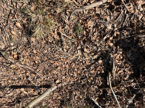 Wildlutscher Magic Lockstoff Boilies für Wildtiere - Intensive Geruchswirkung, 3 kg