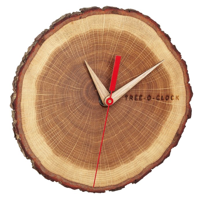 Einzigartige Eichenholz Wanduhr Tree-o-clock mit Quarzwerk, Naturrinde, geölt