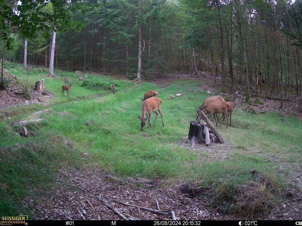 Seissiger Wildkamera Mini-Cam