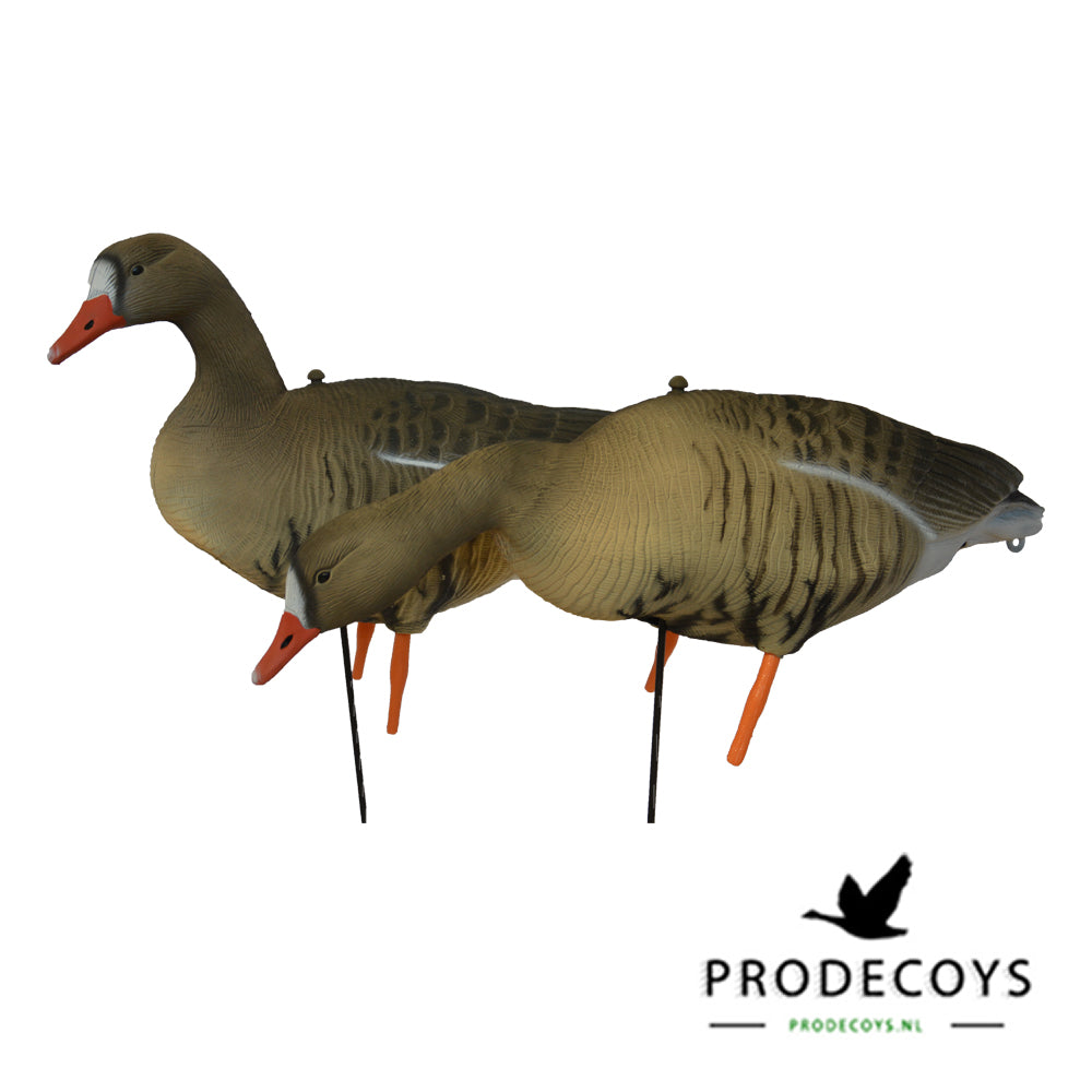 Realistische Blässgans Vollkörper Lockgänse Set – 12 Stück für erfolgreiche Jagd