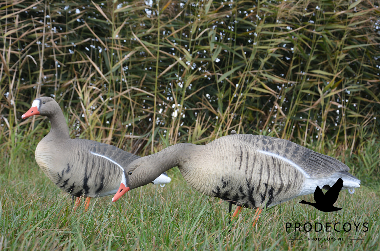 Realistische Blässgans Vollkörper Lockgänse Set – 12 Stück für erfolgreiche Jagd