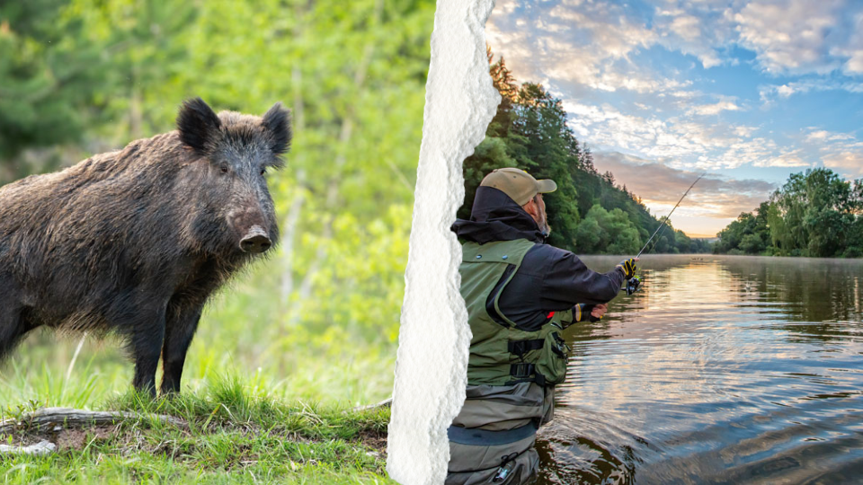 Scroidol Schwarzwild Lockmittel 500ml – Intensiver Wildschwein Anziehungsduft für die Jagd