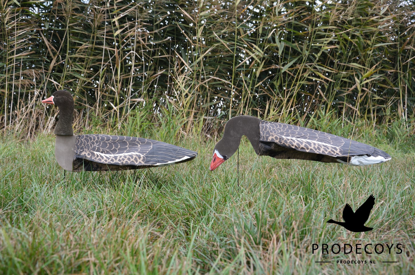 Realistische Graugans Blässgans Windsocken Lockvögel Set 6 Stück für Gänsejagd