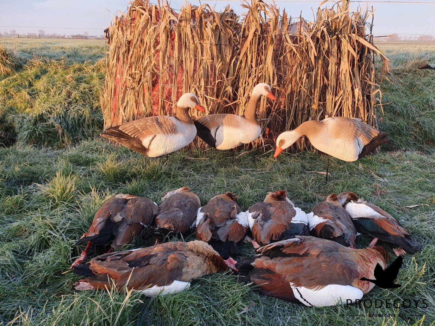 Premium Realistische Nilgans Lockgänse Harvester Pack 12 Stück Faltbar Leicht