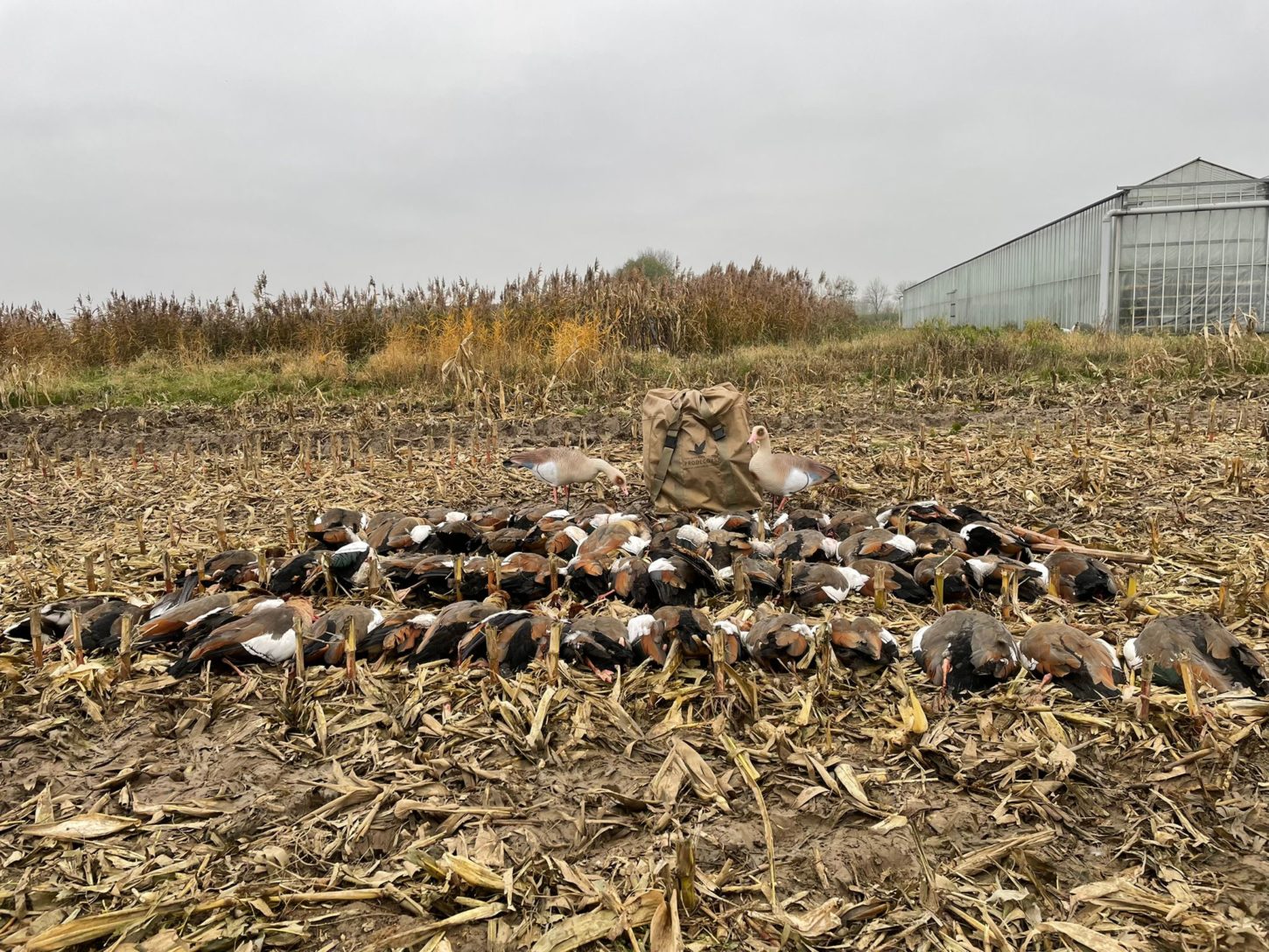 Realistische Nilgans Vollkörper Lockgänse Set – Robust, Detailreich, Windbewegt für Erfolgreiche Jagd