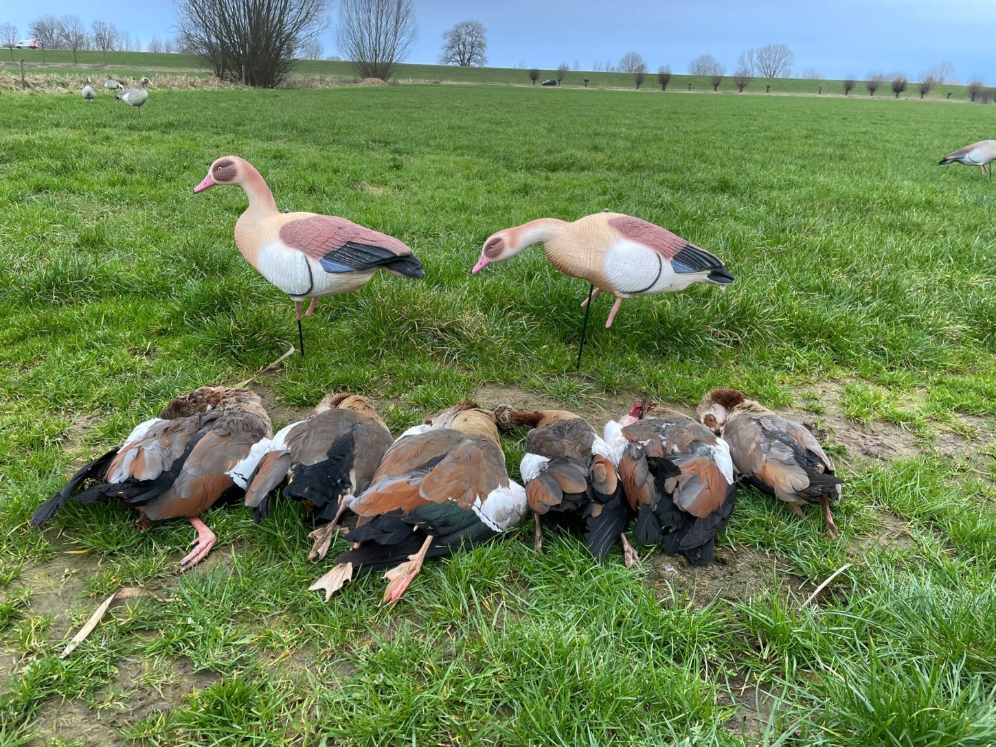 Realistische Nilgans Vollkörper Lockgänse Set – Robust, Detailreich, Windbewegt für Erfolgreiche Jagd