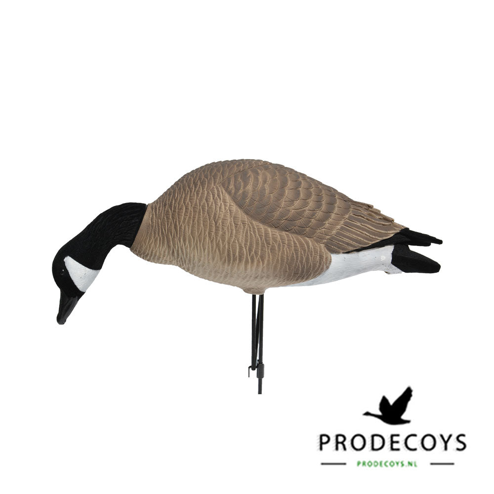 Elite Serie Kanada Lockgänse Set – 6 Lebensechte Gänseattrappen für Gänsejagd