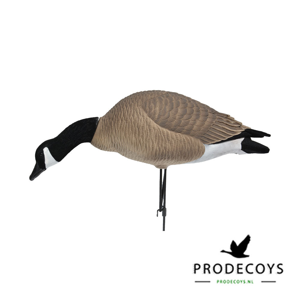 Elite Serie Kanada Lockgänse Set – 6 Lebensechte Gänseattrappen für Gänsejagd