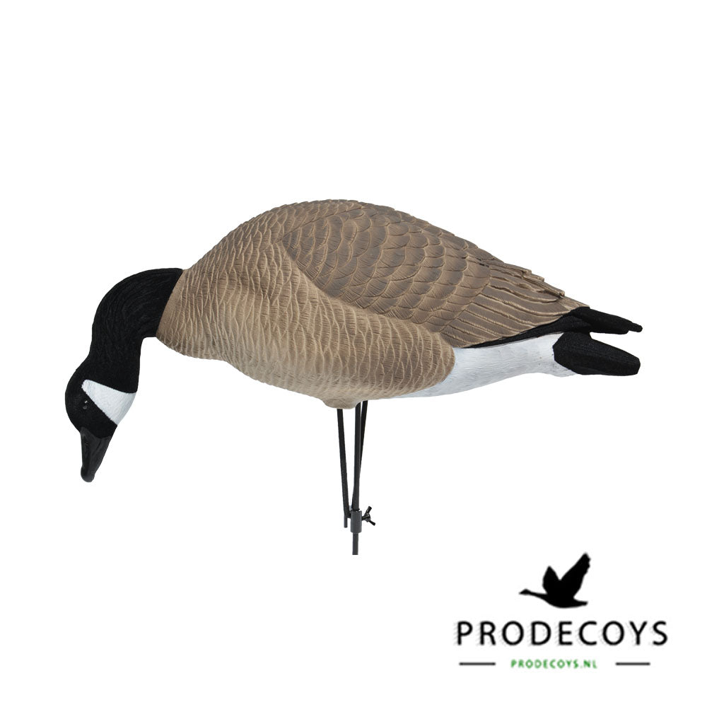 Elite Serie Kanada Lockgänse Set – 6 Lebensechte Gänseattrappen für Gänsejagd