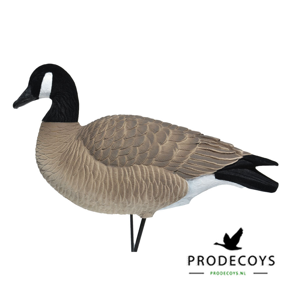 Elite Serie Kanada Lockgänse Set – 6 Lebensechte Gänseattrappen für Gänsejagd
