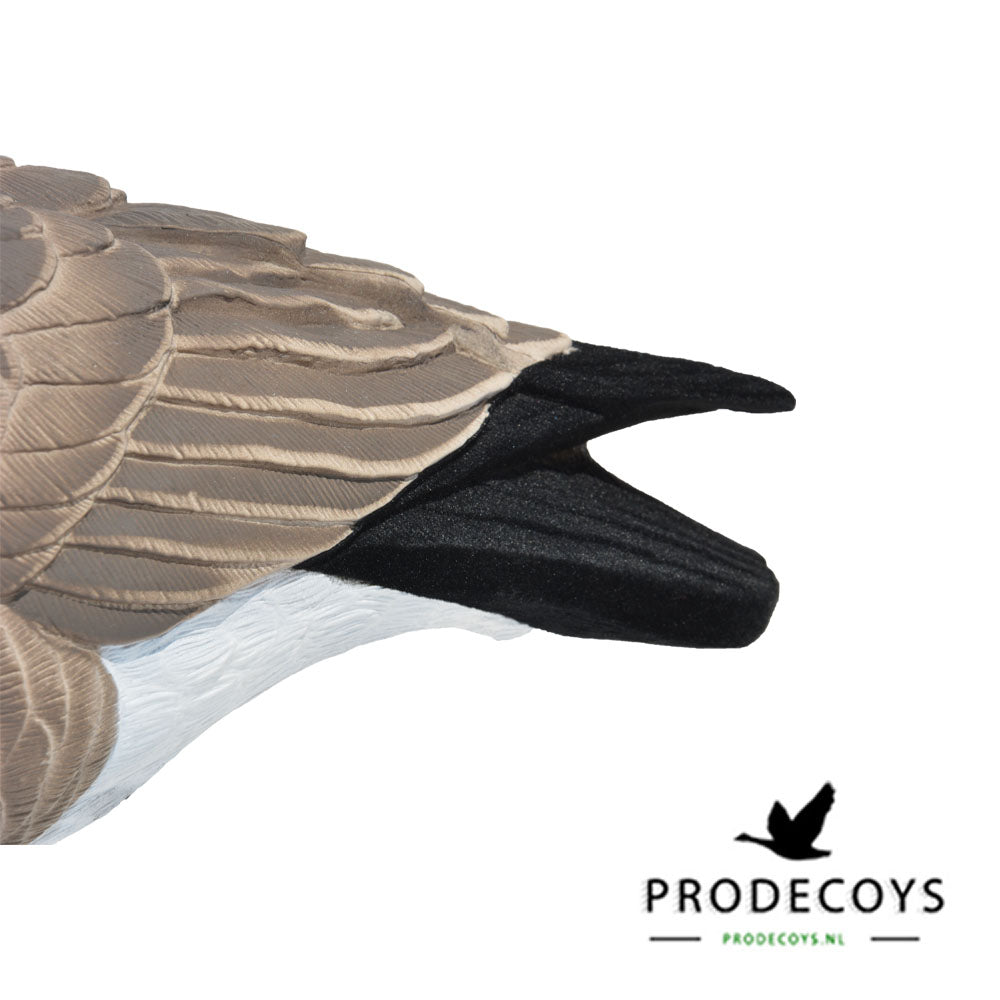 Elite Serie Kanada Lockgänse Set – 6 Lebensechte Gänseattrappen für Gänsejagd