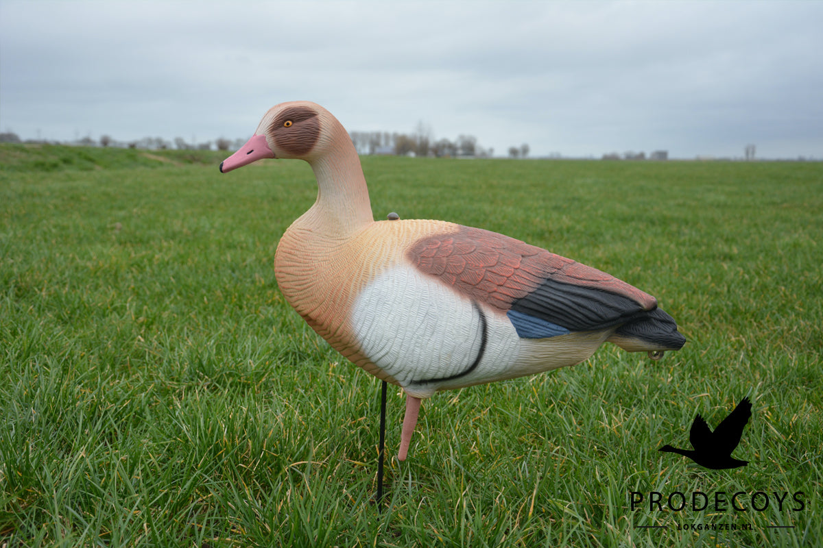 Premium Nilgans Lockgänse Set: 6 Ultra-Realistische Vollkörper für Erfolgreiche Jagd