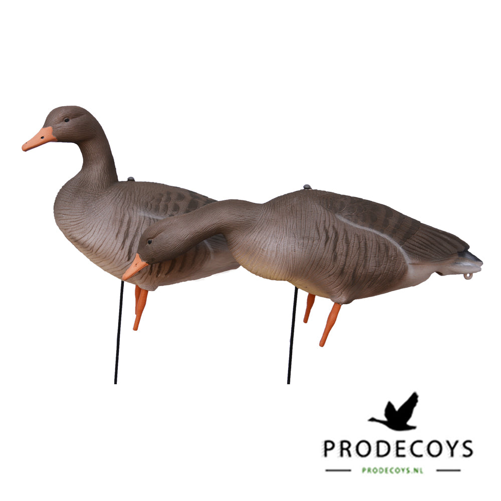 Realistische Graugans Vollkörper Lockgänse, 12er Set, beflockt, windbeweglich, robust