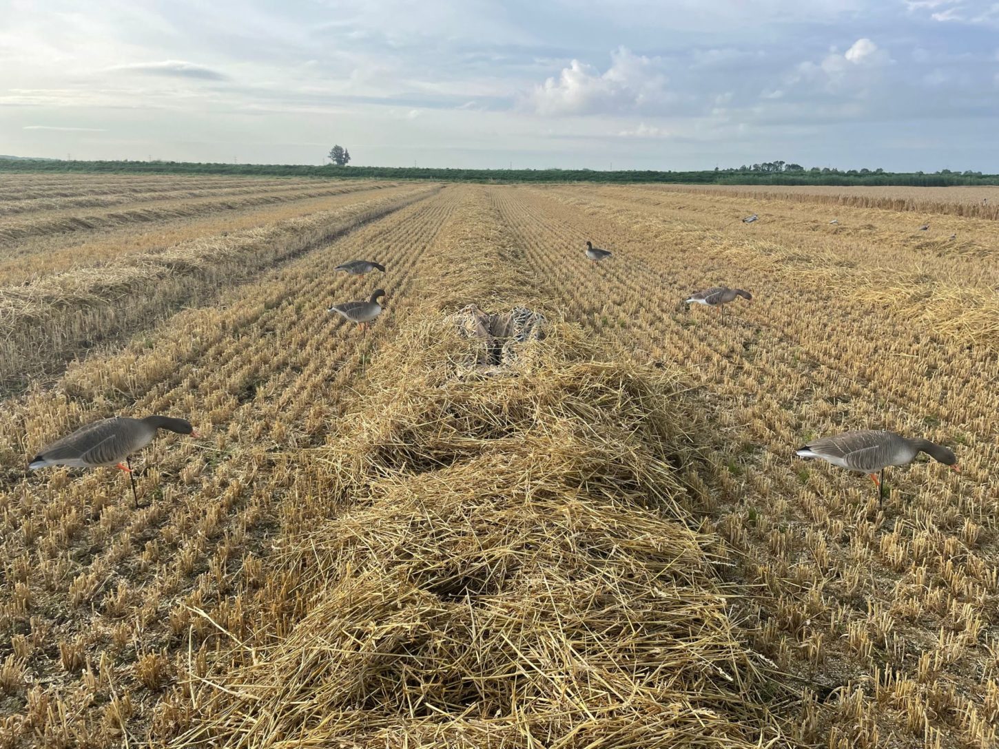 Premium Gänseliegen Tarnzelt – Ultimatives Wetland Camouflage Blind für Entenjagd