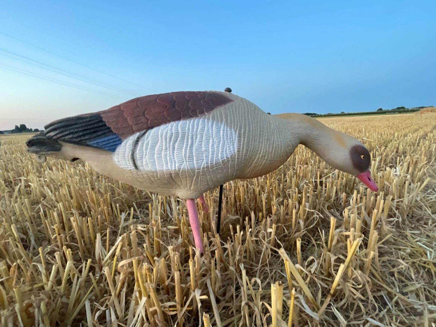 Premium Nilgans Lockgänse Set 12 Stück | Realistische Flugwild Attrappen für erfolgreiche Jagd