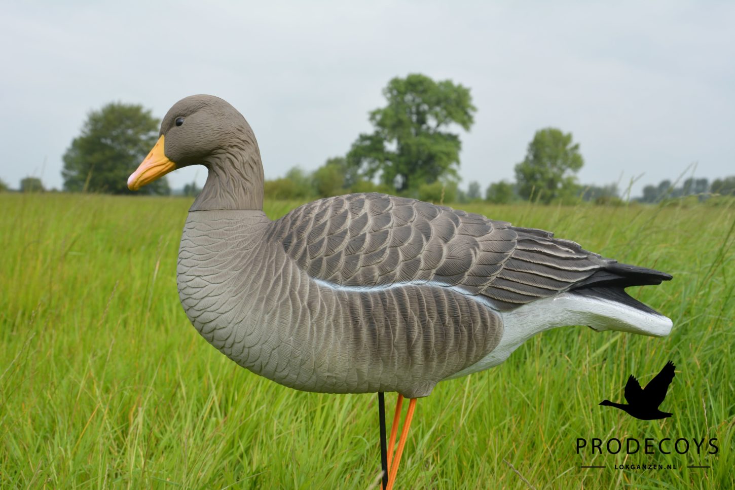 Prodecoys Elite Serie Graugans Lockgänse Set – 6 naturgetreue Lockvögel mit Tasche