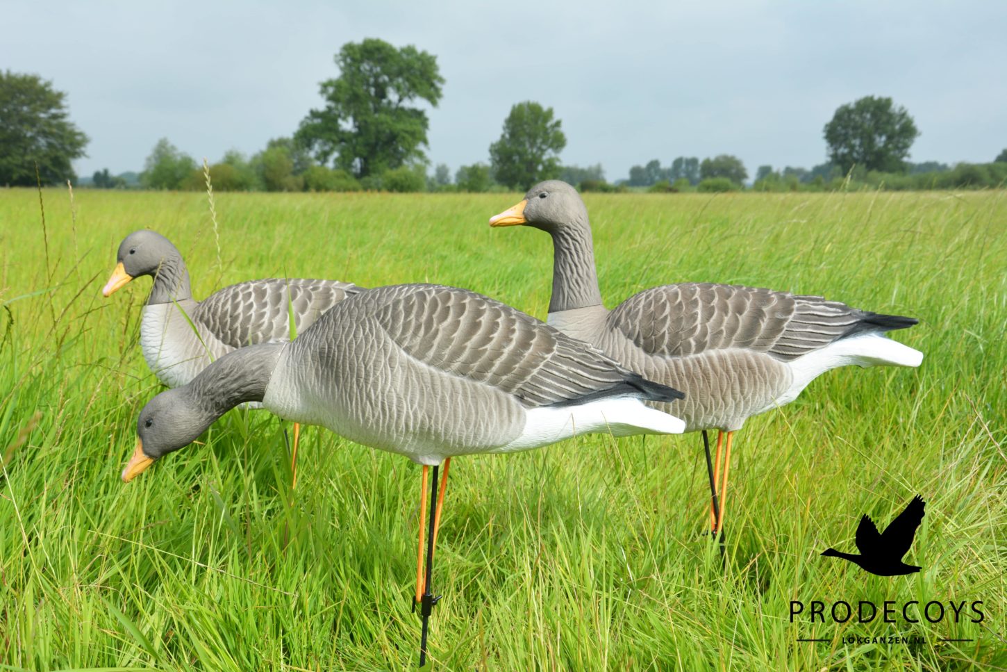 Elite Graugans Lockvögel Set: 6 beflockte, realistische Gänse für erfolgreiche Jagd
