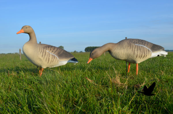 PRODECOYS Lockgänse Graugans Vollkörper